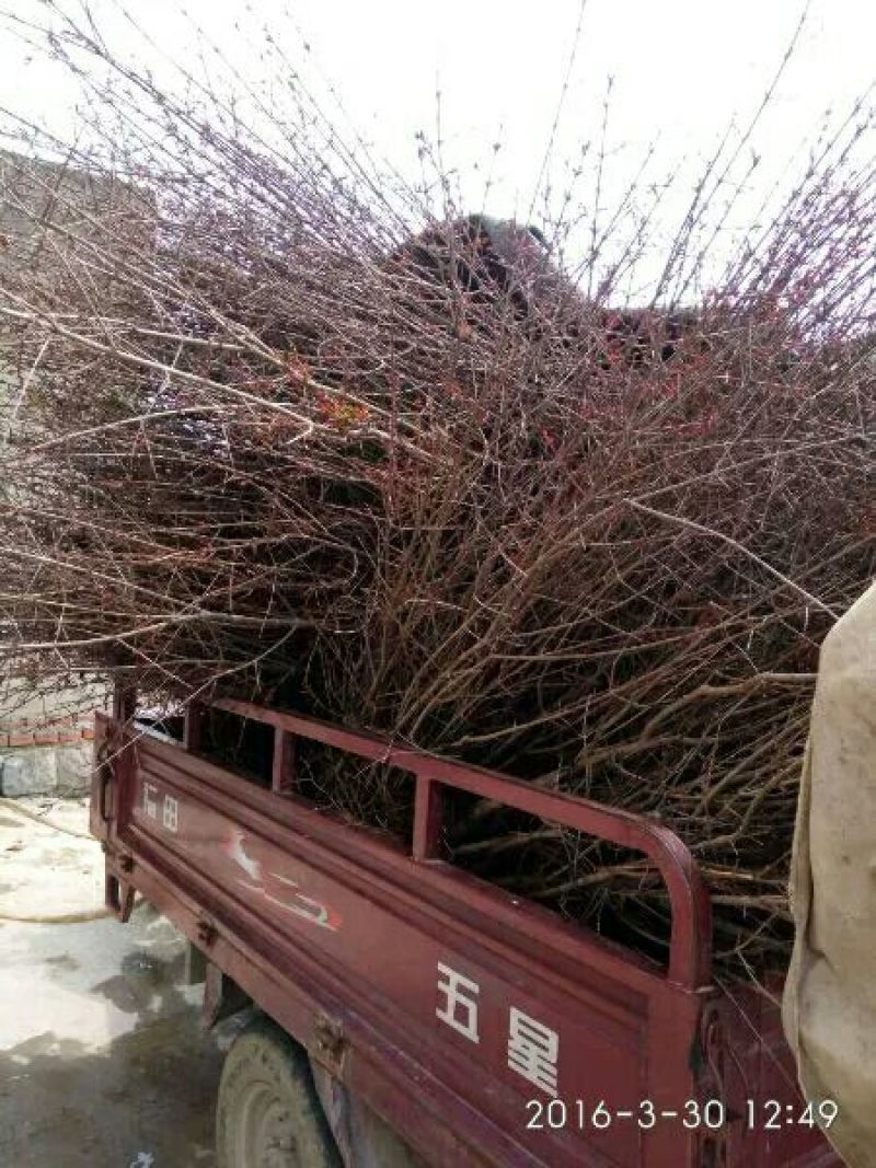 红石榴苗60~70cm
