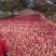 洛川苹果70mm以上纸袋