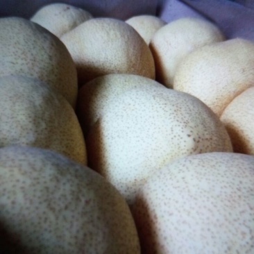 砀山梨250~300g光果