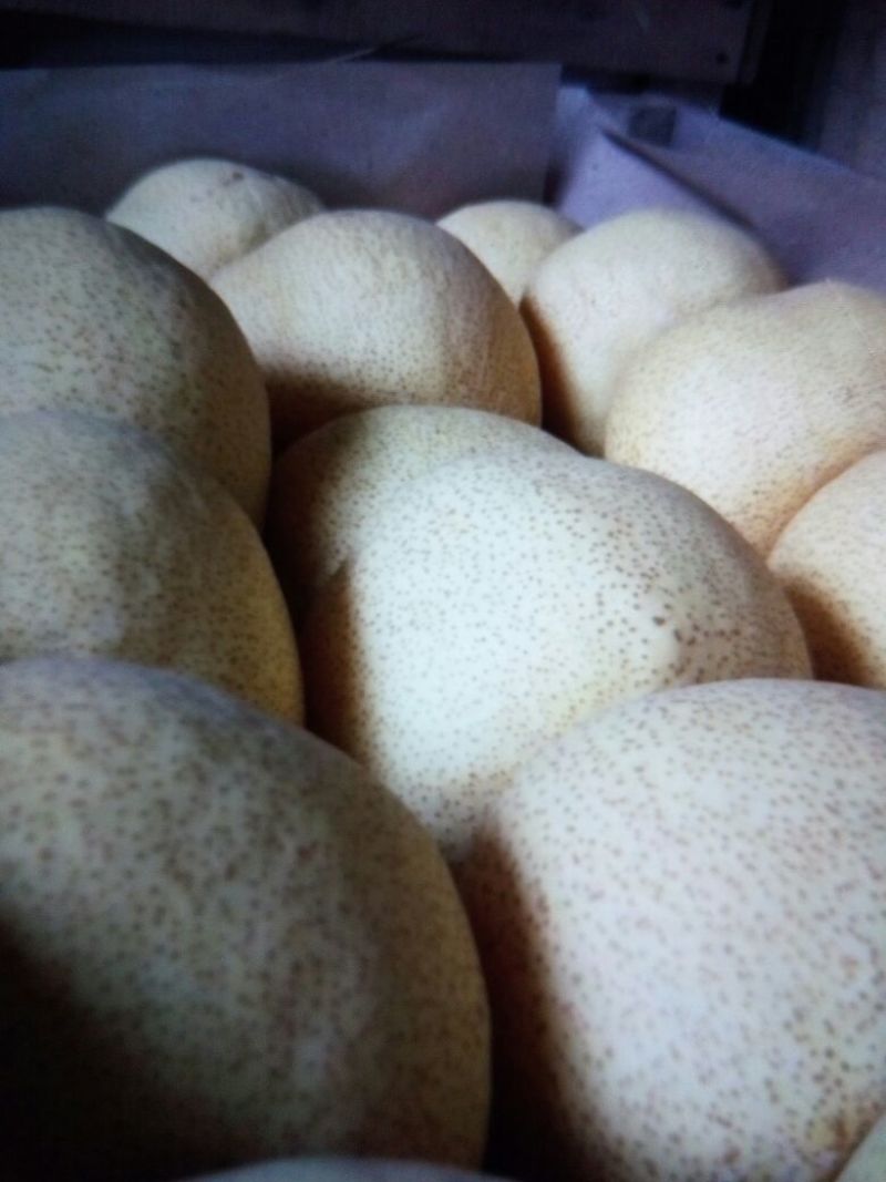 砀山梨250~300g光果