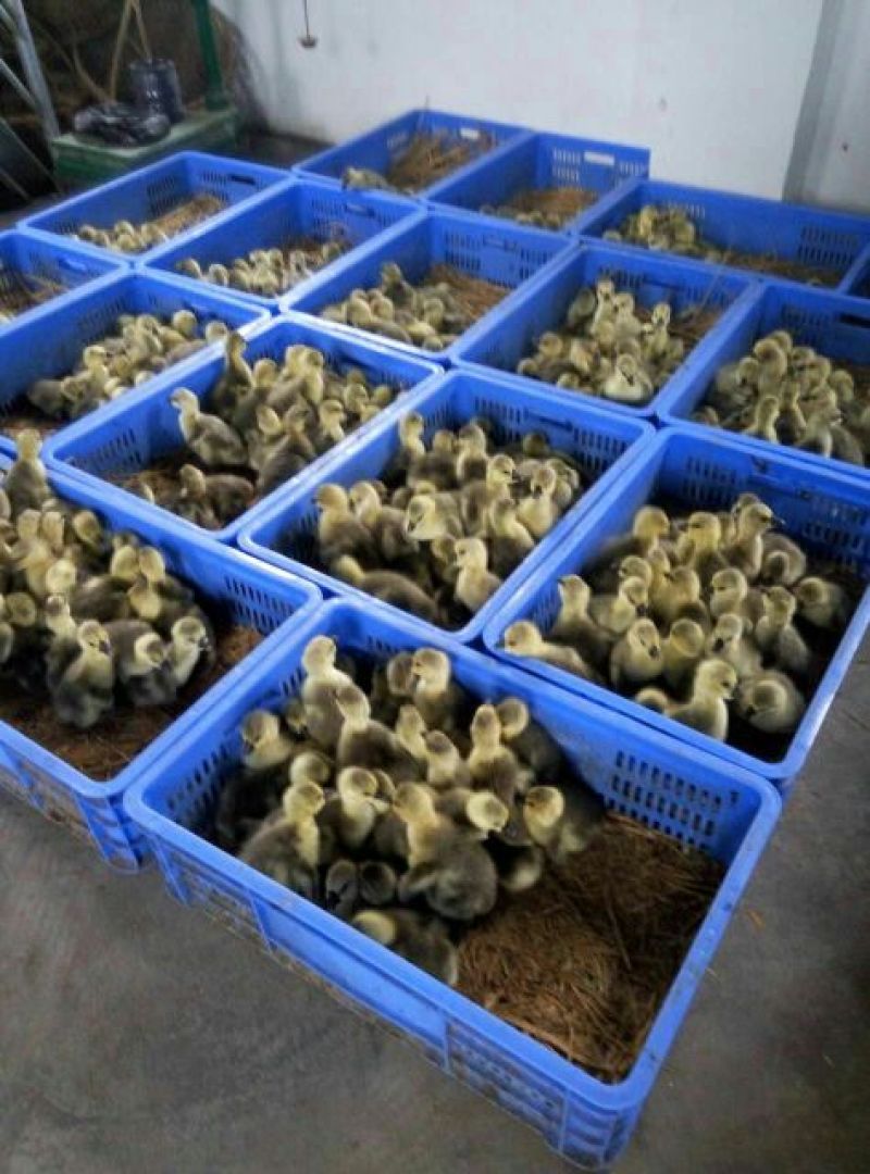 狮头鹅苗250g以上