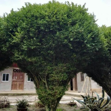 黄杨树桩15~20cm