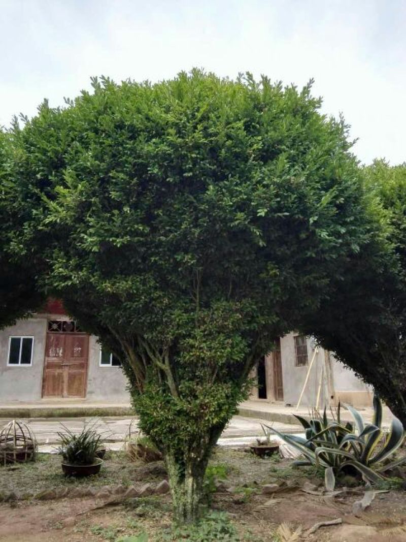 黄杨树桩15~20cm