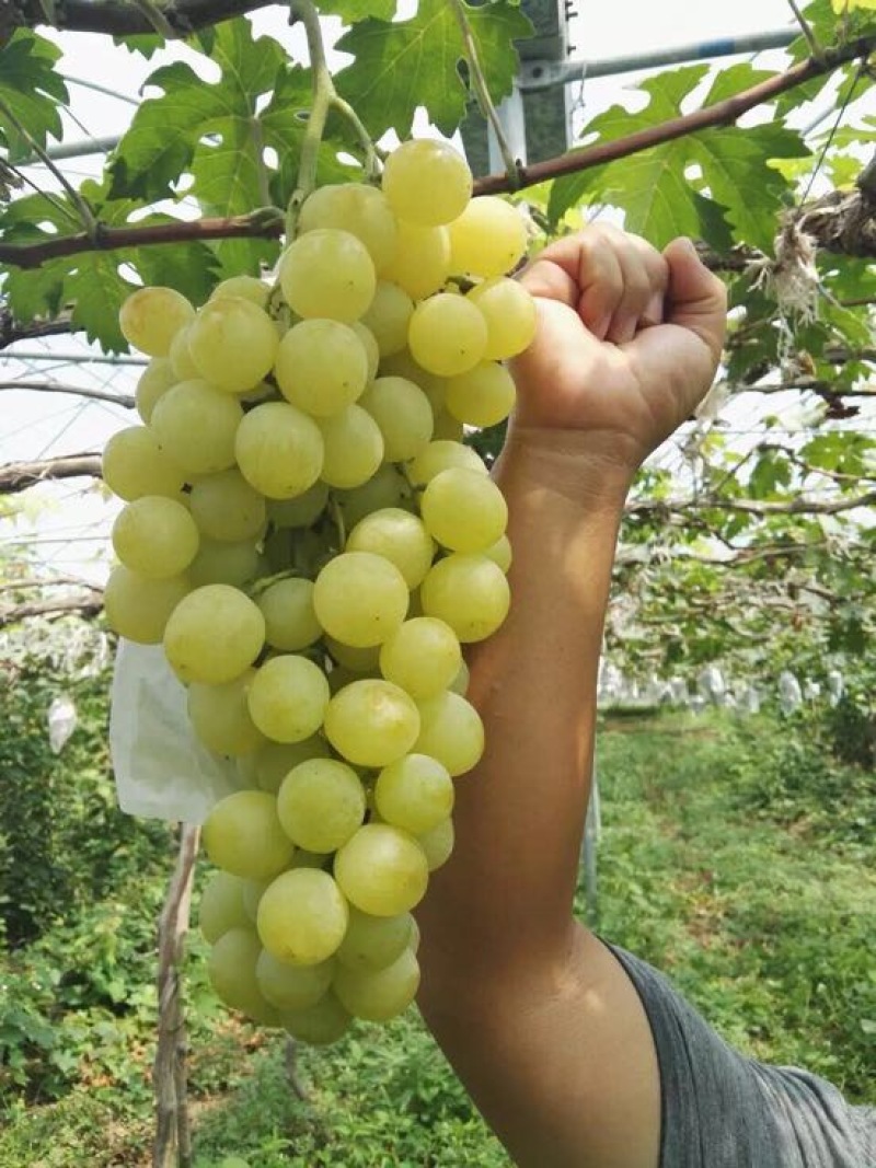 葡萄苗1年30~50cm