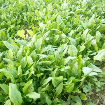 大叶菠菜15~20厘米
