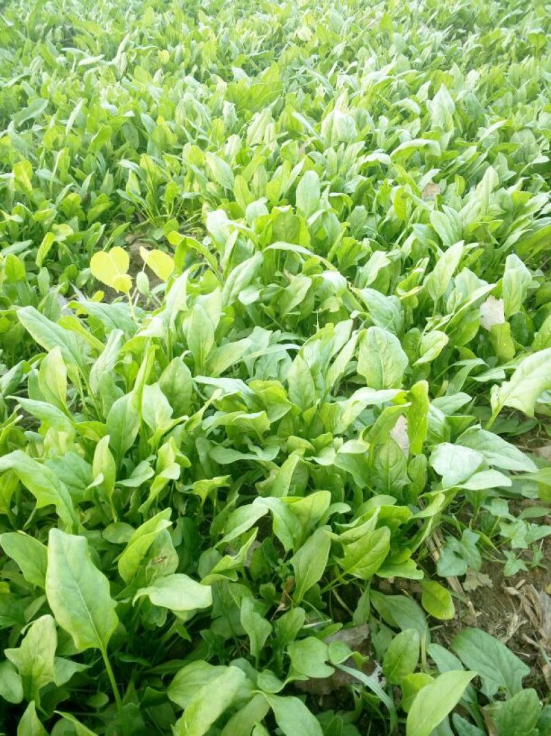 大叶菠菜15~20厘米