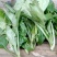 蔬菜