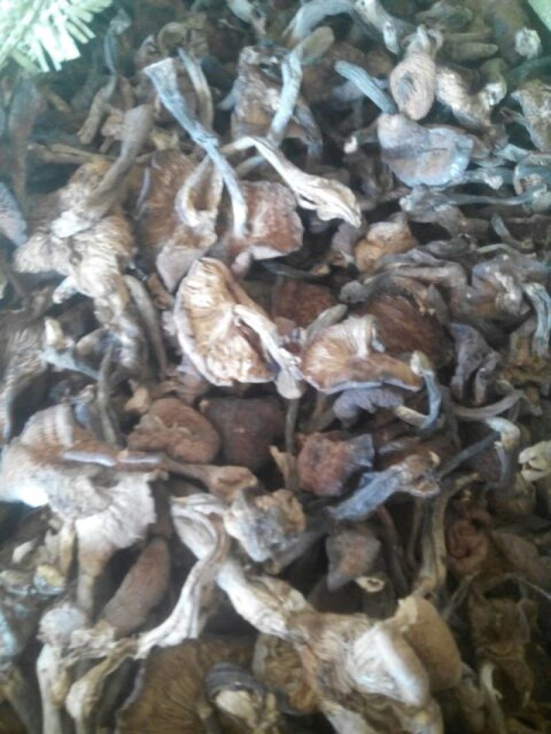 蘑菇一级3cm