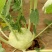 芥菜头1斤以上