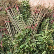 红油香椿苗80cm以上大棚