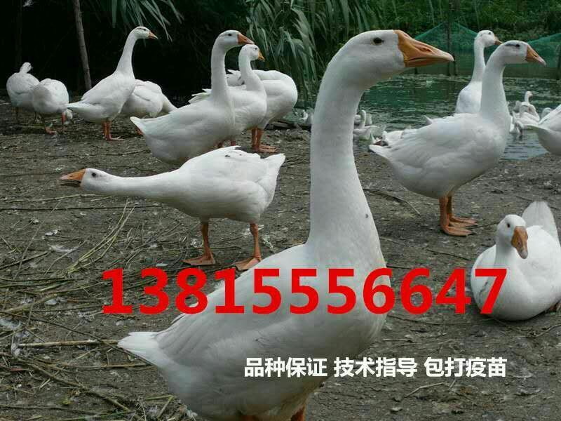 马岗鹅苗250g
