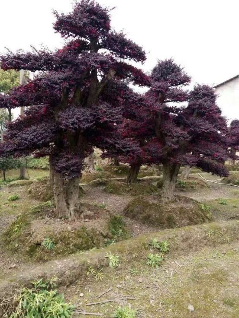 树桩