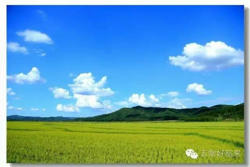 稻花香二号大米新米一级