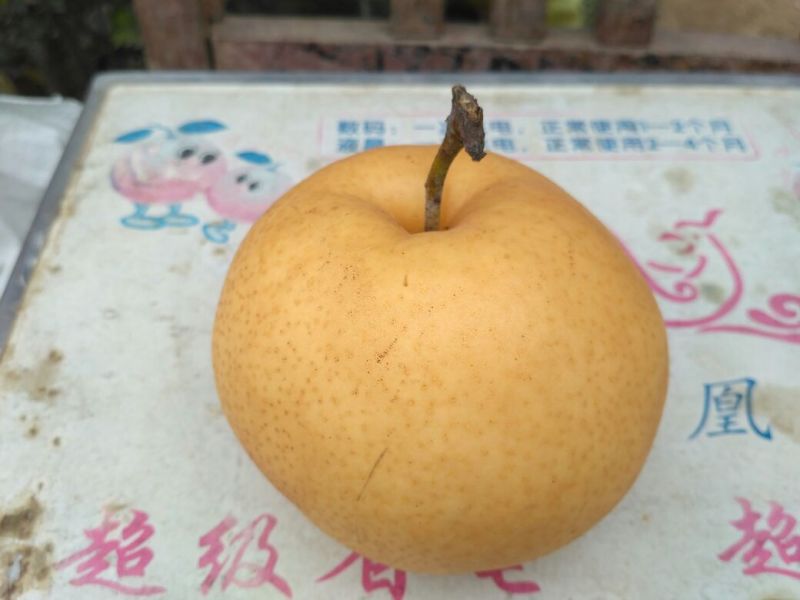 沙澧特晚秋黄梨350~400g纸箱
