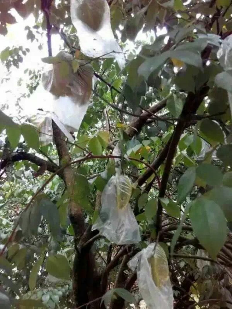 红杨桃4~5两