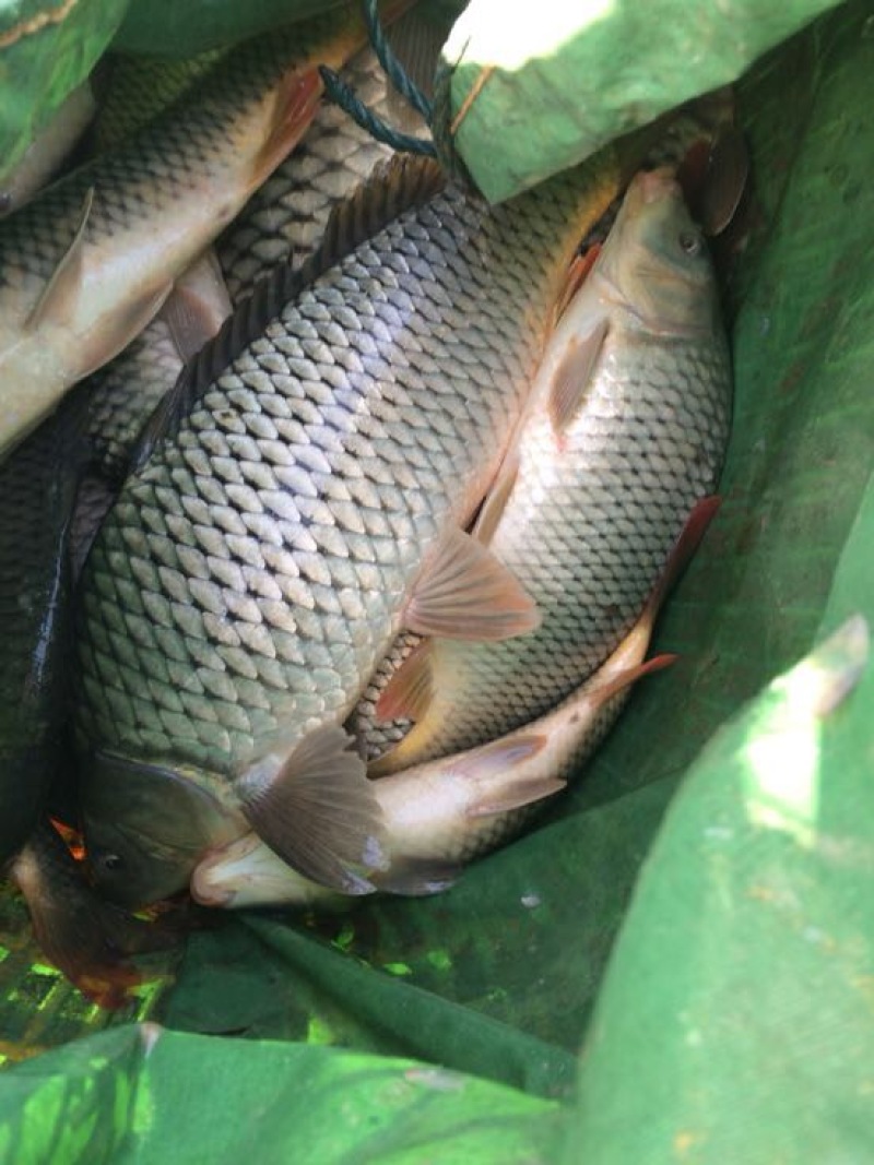 鲤鱼