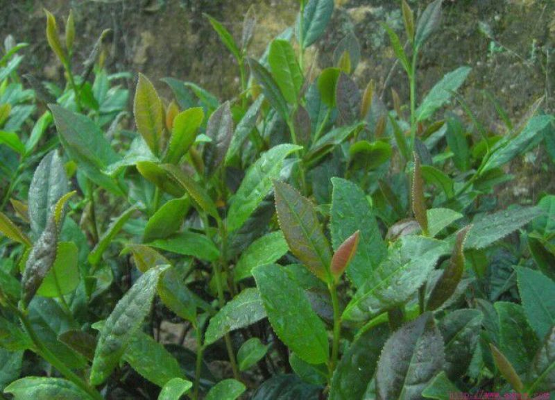 观音茶一级