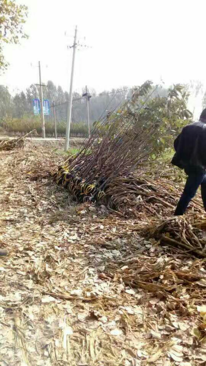 樱桃树苗3年50~80cm