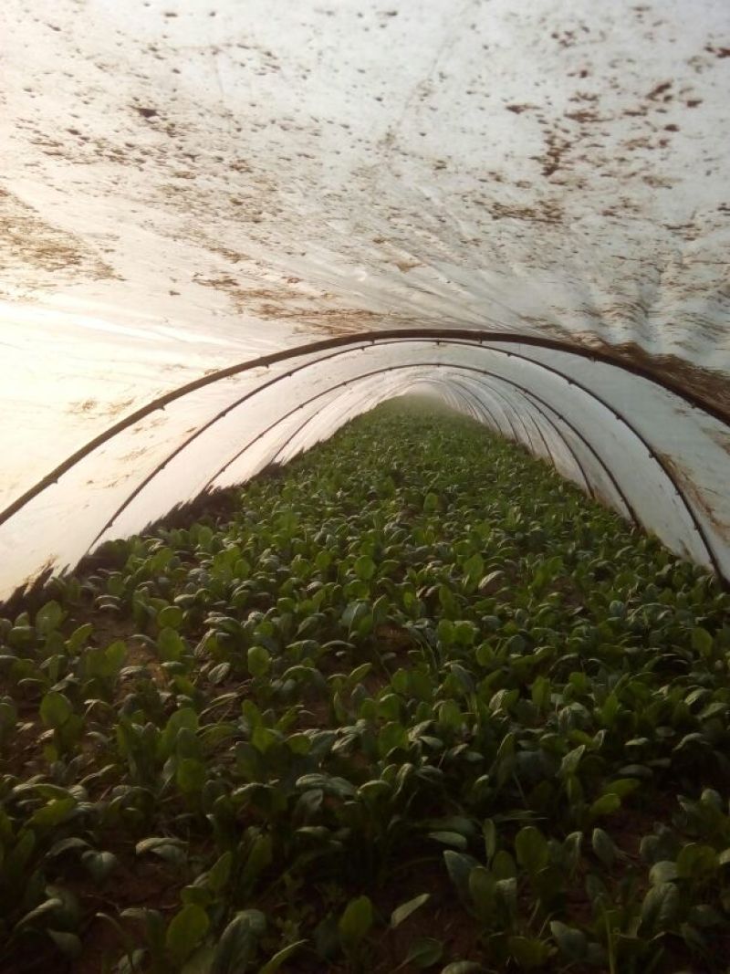 大叶菠菜15~20厘米