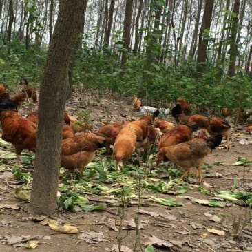 麻鸡