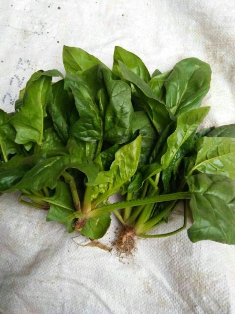 越冬菠菜20~25厘米