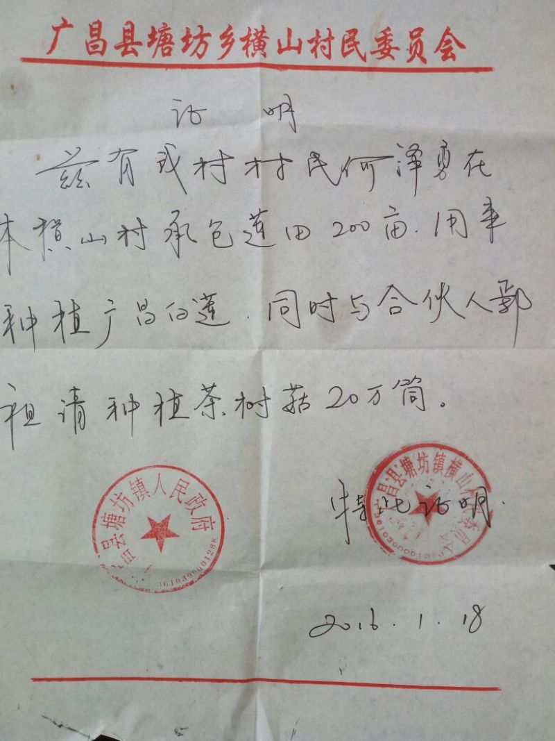 【广昌3号】茶树菇开伞无包心干货产地直销供货量充足