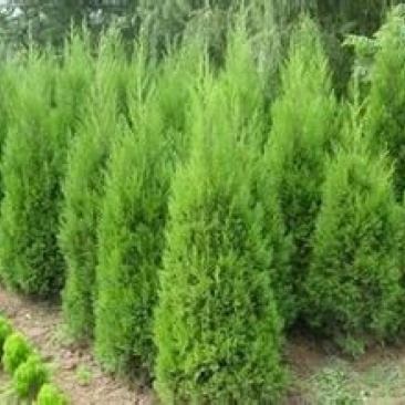 蜀桧4cm以下