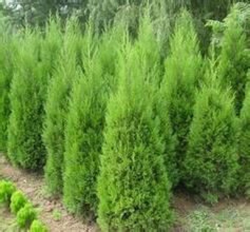蜀桧4cm以下