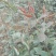 梨树苗0.8~3cm100~150cm