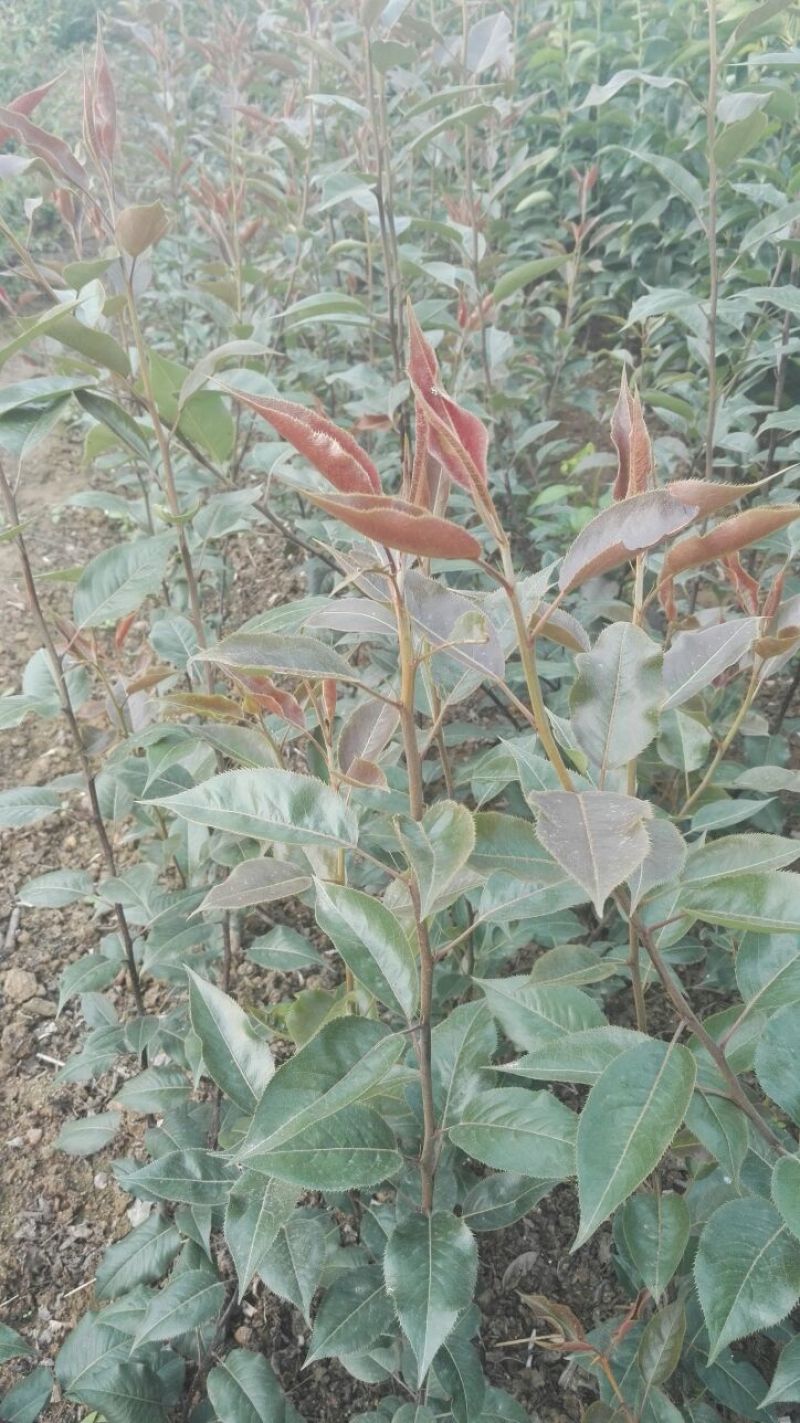 梨树苗0.8~3cm100~150cm