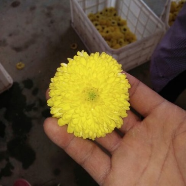 菊花茶