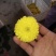 菊花茶