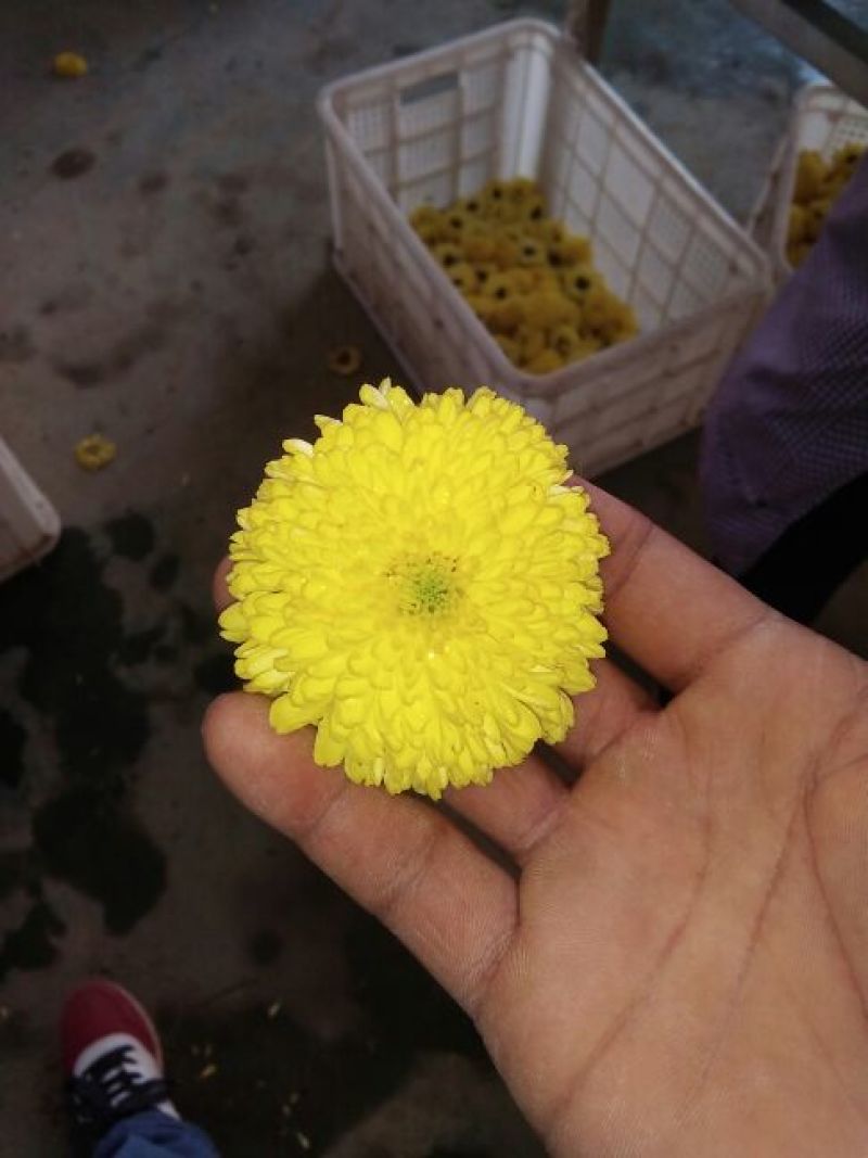 菊花茶