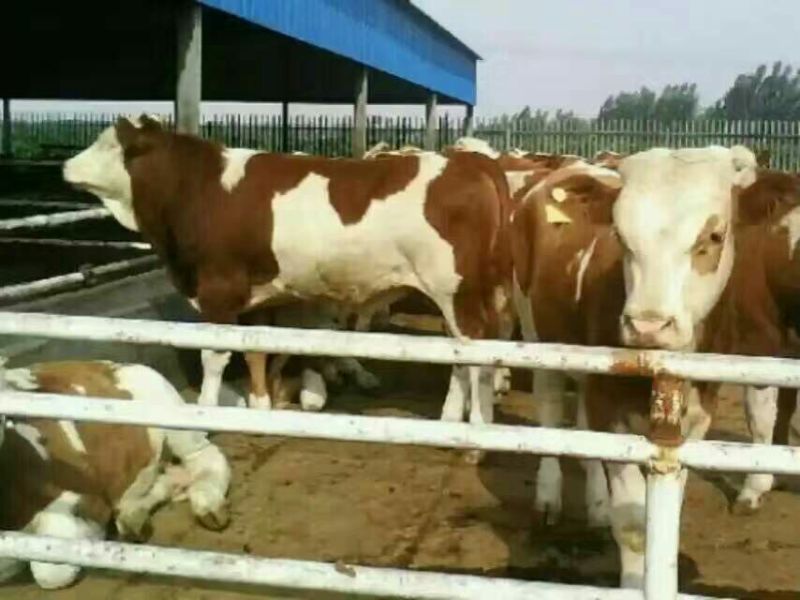 西门塔尔牛犊100~200kg