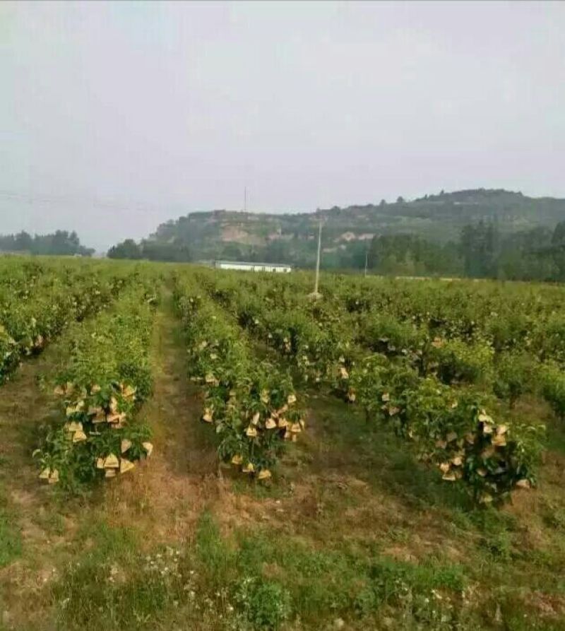 大黄梨
