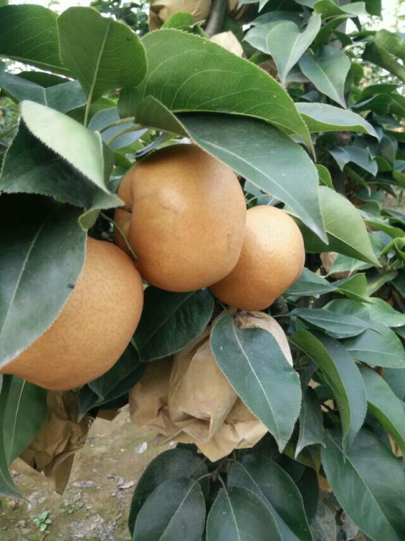 晚秋黄梨400~450g纸袋