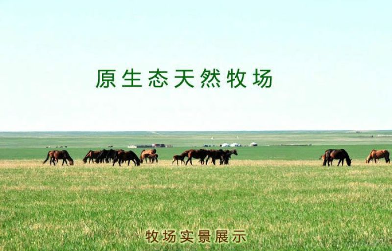 牛肉干黄牛肉鲜肉