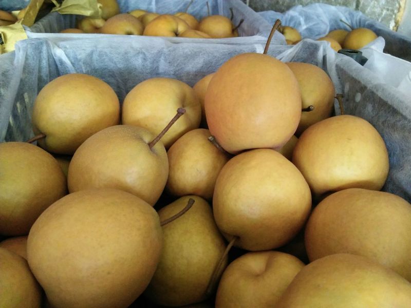 金翠香梨150~200g60mm以上母