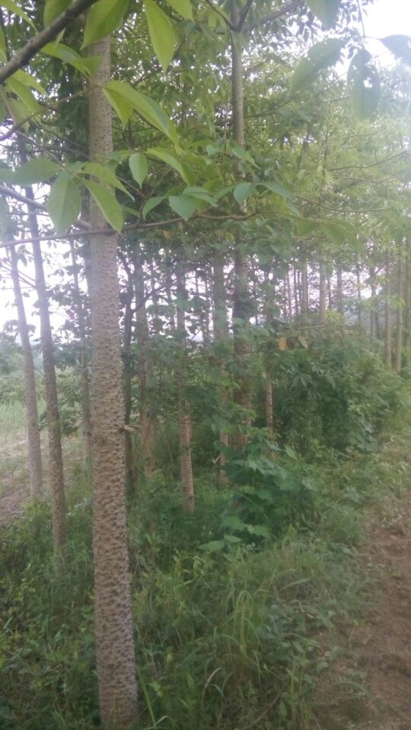 木棉