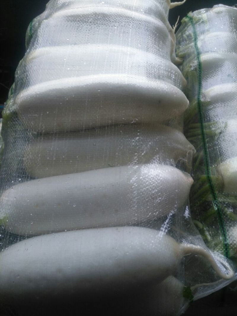 白皮白萝卜1.5~2斤起