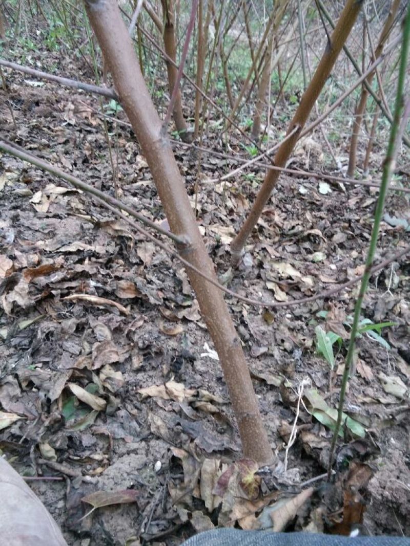 毛桃树苗30cm以下