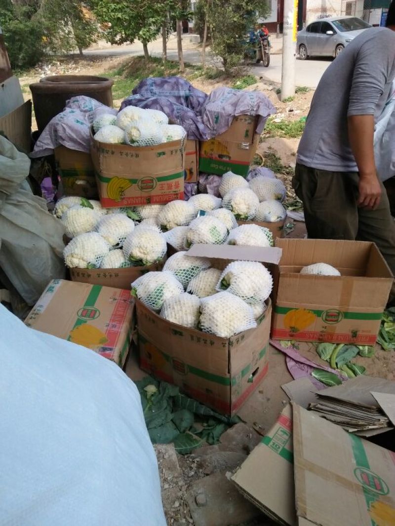 精品菜花，天天有货，产地直销，量大价优，物美价廉