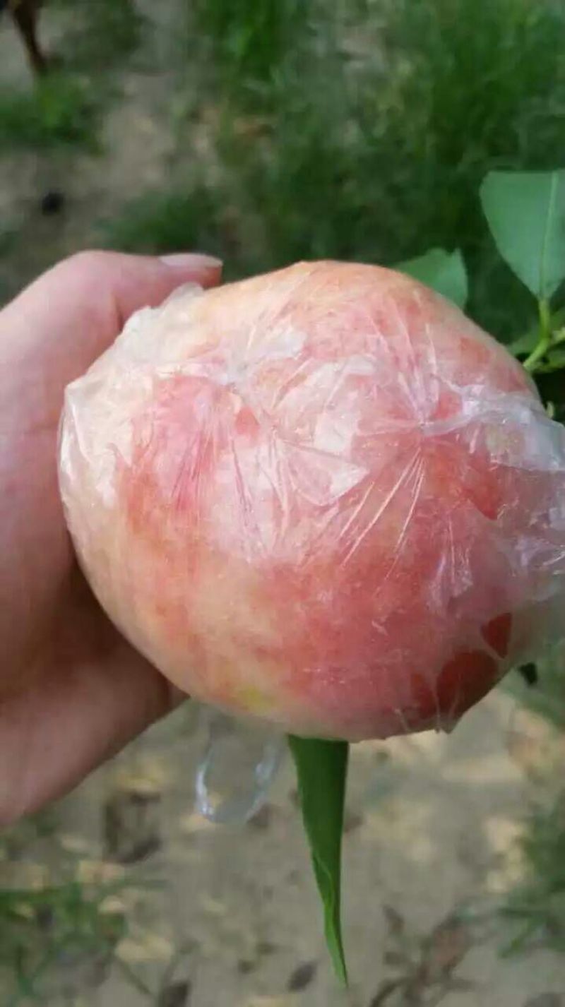 膜袋毛桃