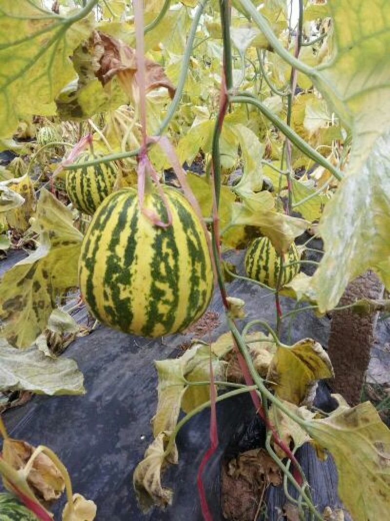 花蕾1号甜瓜1斤以上一手货源甜度高耐运输欢迎