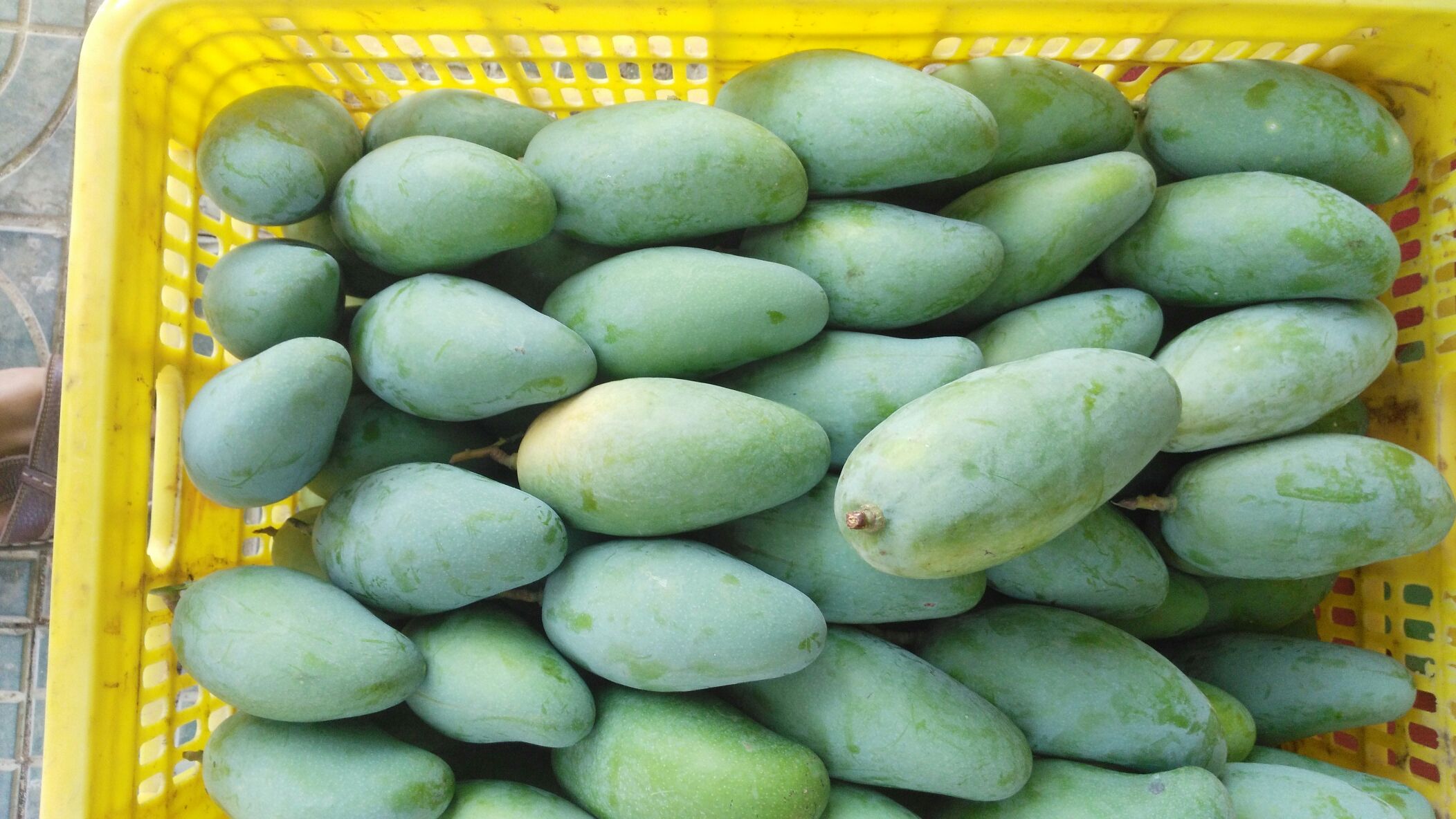 广西百色市田东县桂七芒 6两以上批发_廖泰坤供应_一亩田农业网