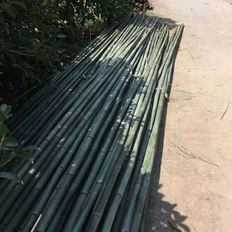 金竹2~3m