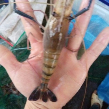沼虾