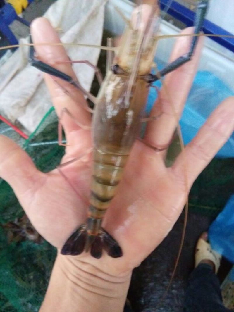 沼虾