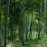 竹子15~16m