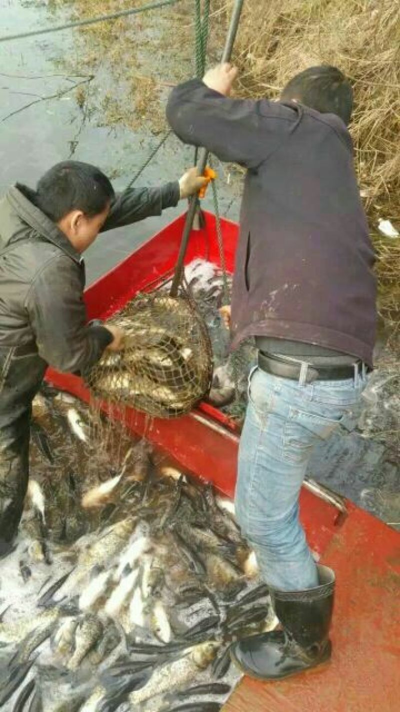 鲢鱼食用活鱼